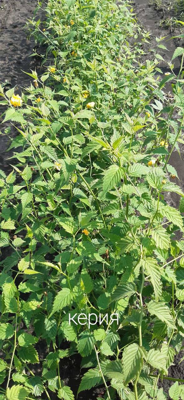 Керрія Японська жовта "Variegata"