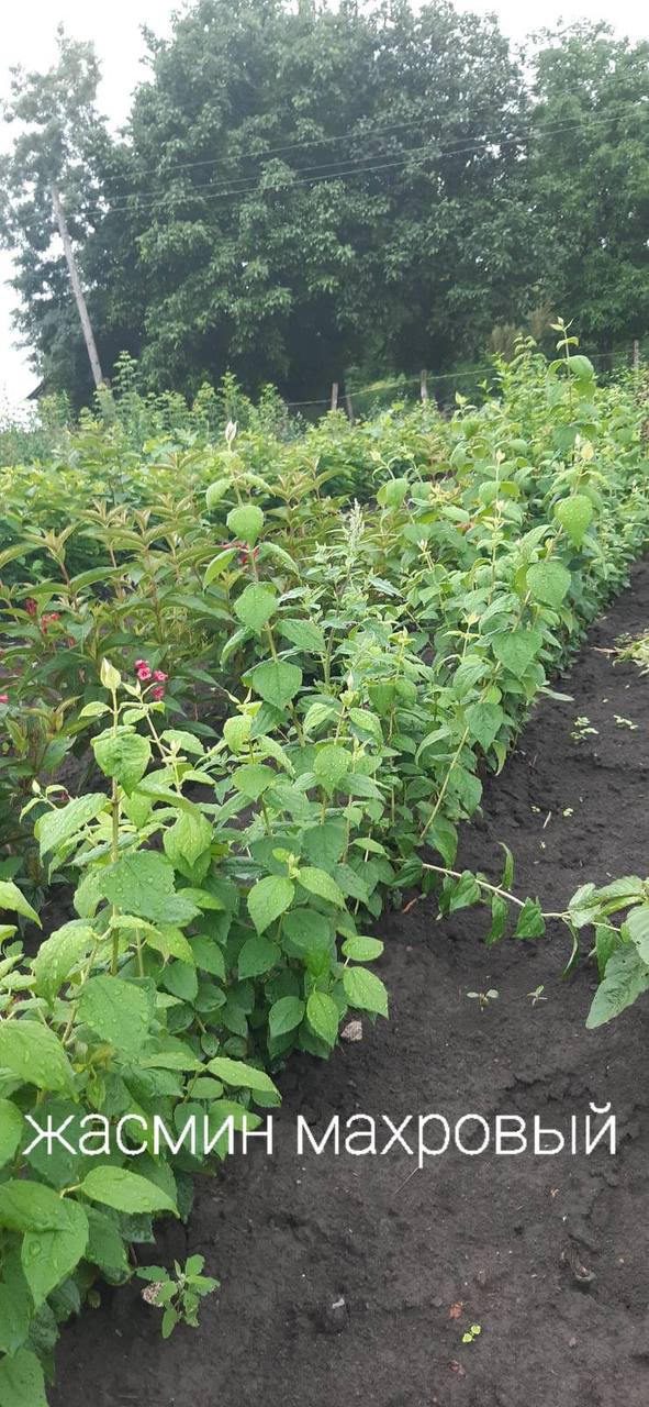 Жасмин махровий
