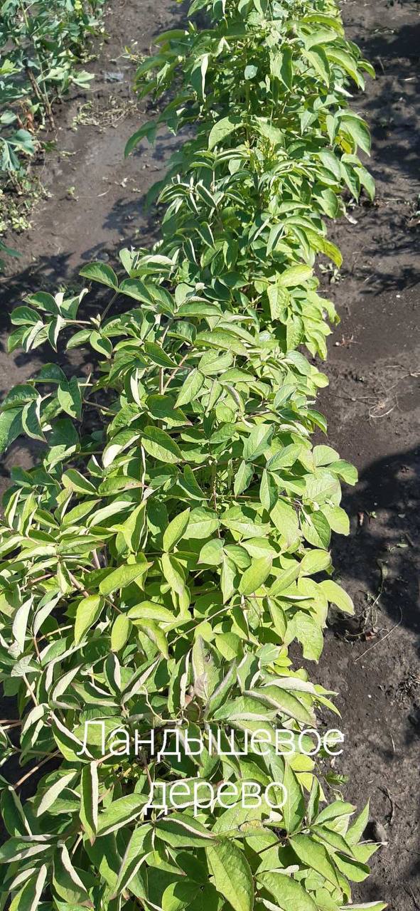 photo_2022-08-25_16-07-29.jpg Галезія (Ландишеве дерево)