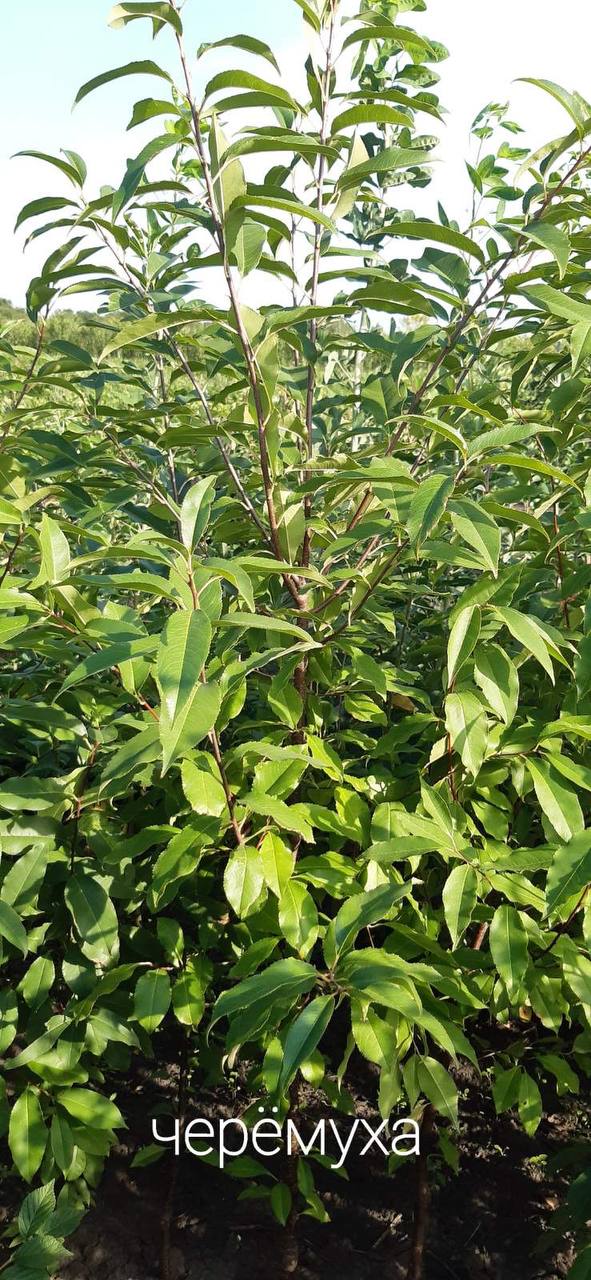 Черемха звичайна