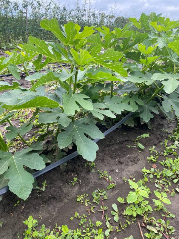 Інжир "Далматський" Саджанці дворічні