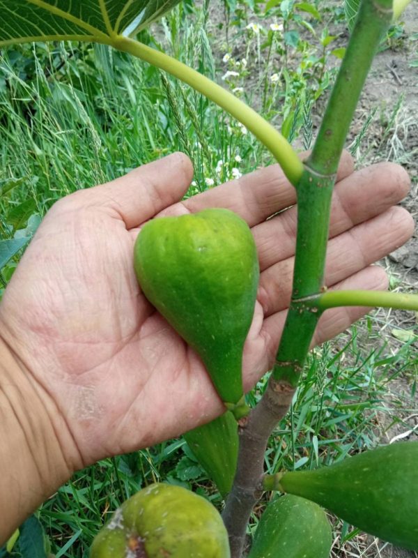 Інжир "Далматський" Саджанці дворічні