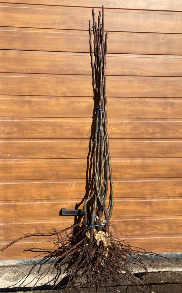 Груша "Циганочка"Саджанці дворічні (Сорт ранній)