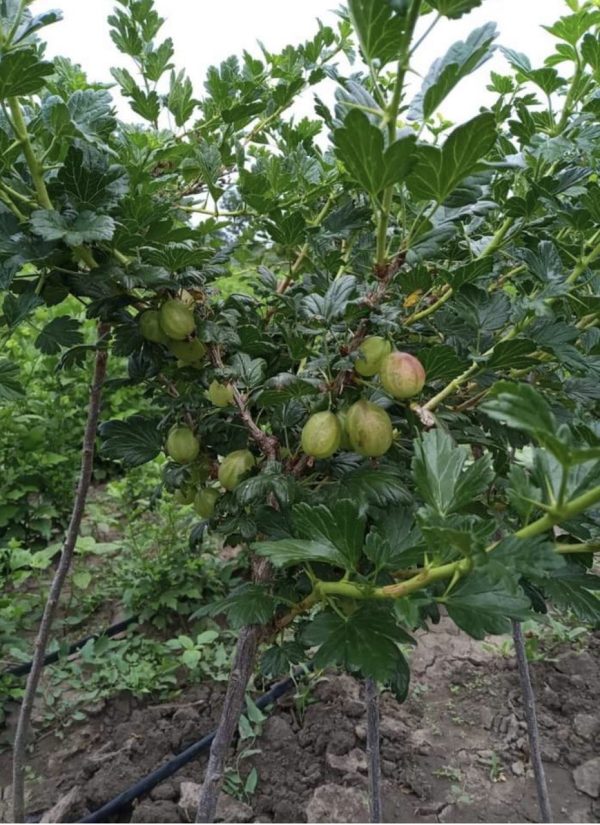 Аґрус -крижовнік штамбовий "Зелений дощ"