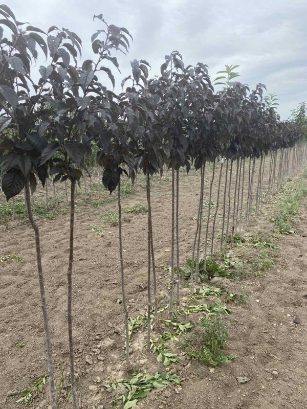 photo_2023-02-17_15-19-36.jpg Cлива "Пісарді" на штамбі