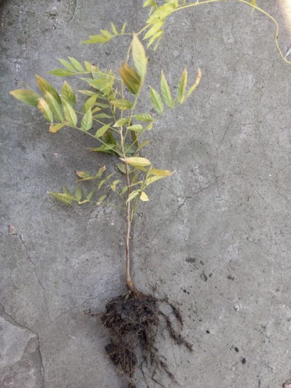 Гліцинія темно-фіолетова "Аватар"