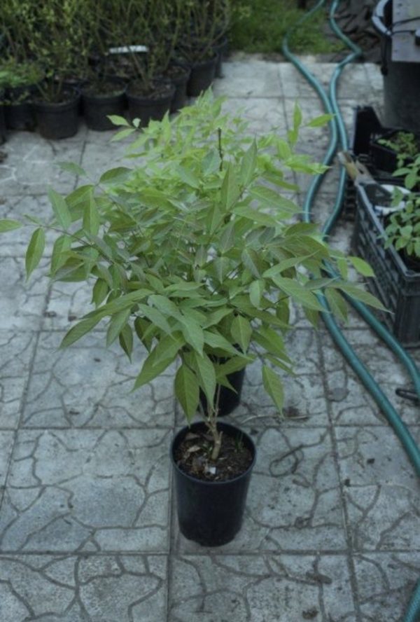 Гліцинія темно-фіолетова "Аватар"