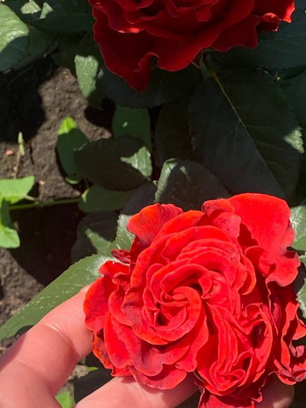 photo_2023-02-19_19-39-42-2-1.jpg Троянда Ель Торо (El Тoro)