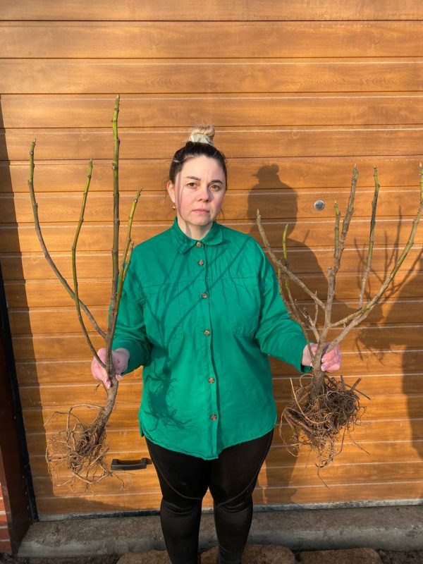 photo_2023-03-03_17-06-28-2.jpg Інжир "Сухумський фіолетовий" Саджанці дворічні