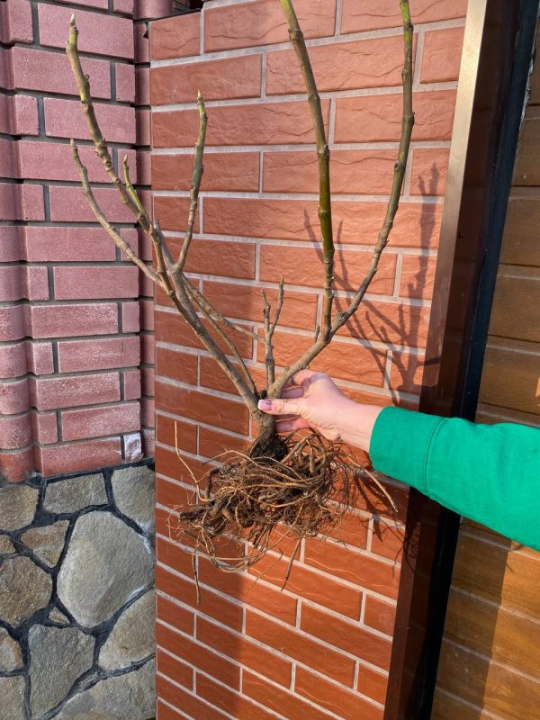 photo_2023-03-03_17-06-28.jpg Інжир "Сухумський фіолетовий" Саджанці дворічні