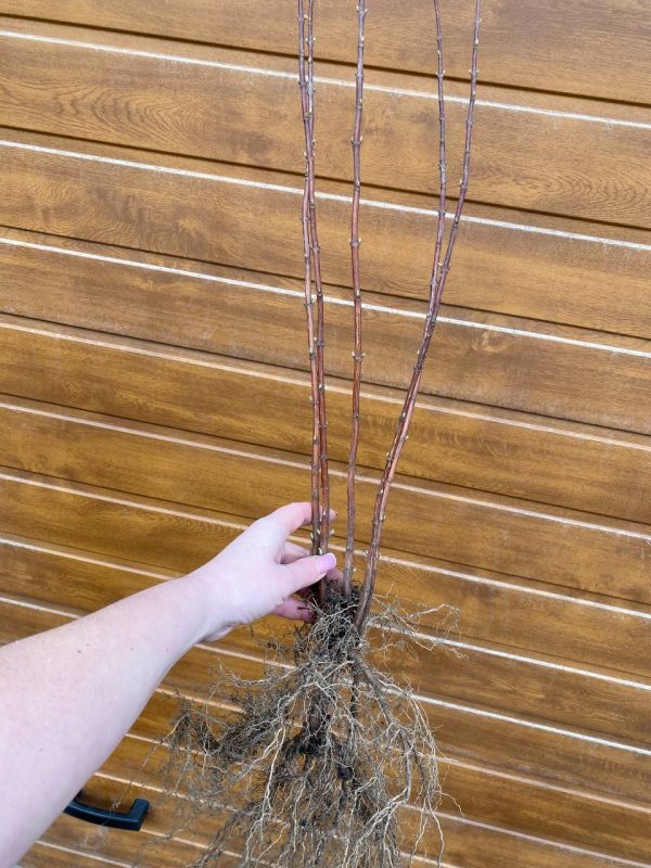 Дейція біла, махрова