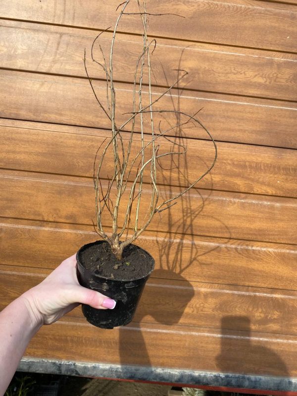 Гранат "Грецька Любов" Саджанці дворічні