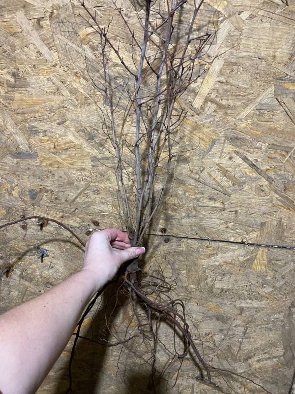 Зизифус-Фініки "Та-ян-цзао" сорт ранній, дворічні саджанці