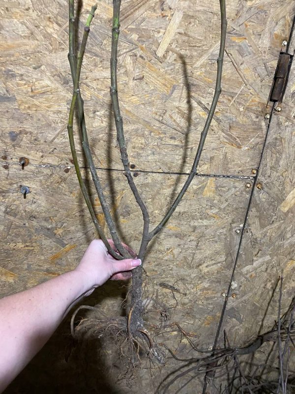 photo_2023-03-18_22-37-24.jpg Інжир "Сухумський фіолетовий" Саджанці дворічні