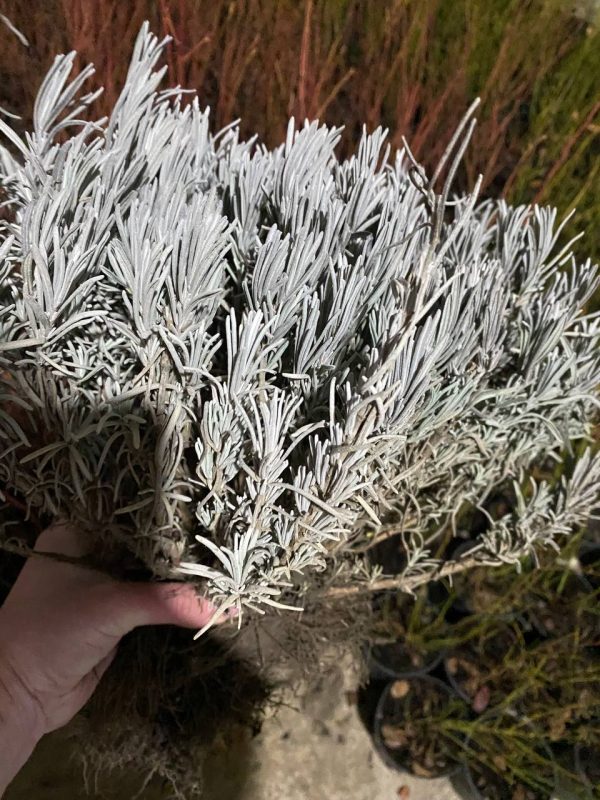 Лаванда "Англійська вузьколиста"(до 10 шт - 60 грн, від 10 шт - 50 грн)