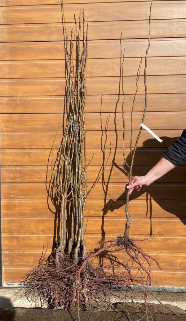 Слива Топ Хіт або Леріе, пізній сорт