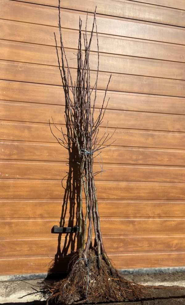 Яблуня Мутсу (Mutsu) Саджанці дворічні