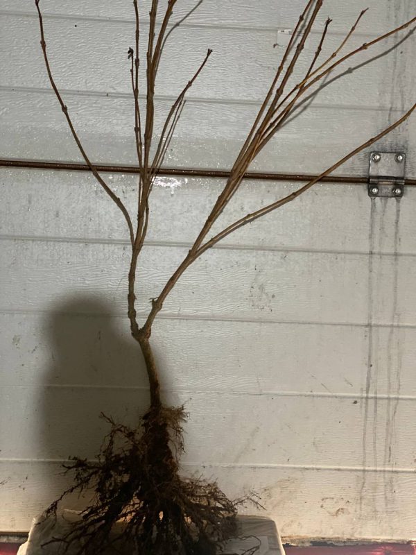 Вейгела червона (Саджанці дворічні)