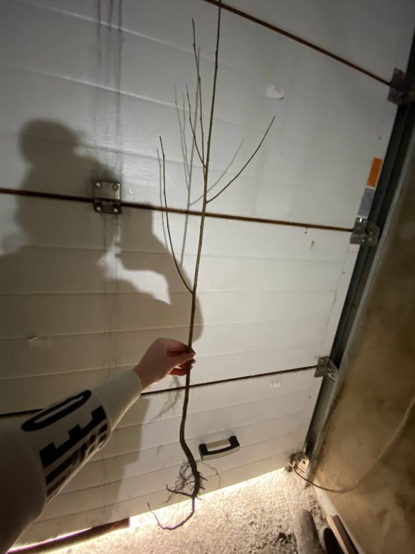 photo_2023-03-23_19-43-30.jpg Хурма на віргінській морозостійкій підщепі "Тейлор"Саджанці дворічні