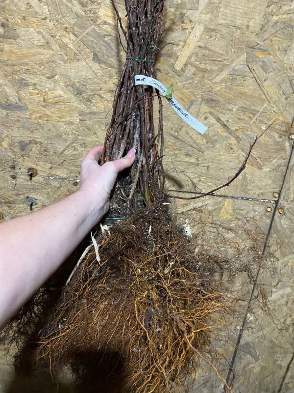 Спірея японська "Макрофіла" рожева