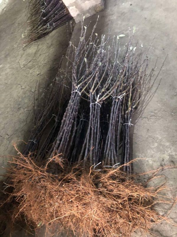 Дерево-сад Яблуня "Голден Рейджерс+Фуджи Фубрак" Саджанці дворічні ДВОЙНУШКА