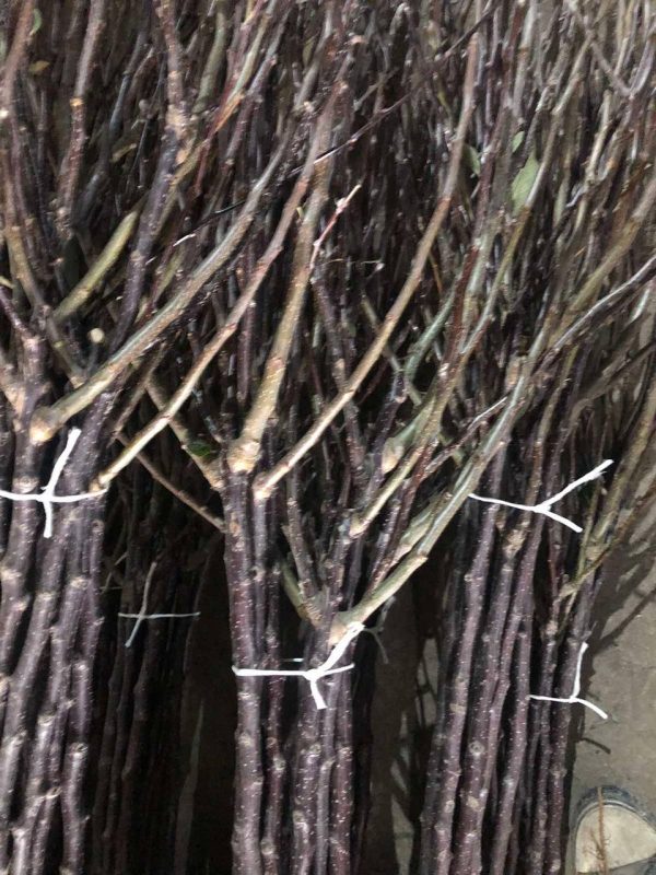 Дерево-сад Яблуня "Голден Рейджерс+Фуджи Фубрак" Саджанці дворічні ДВОЙНУШКА