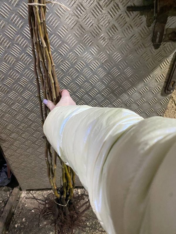 photo_2023-04-10_10-13-23.jpg Глід декоративний, саджанці дворічні (Бояришник)