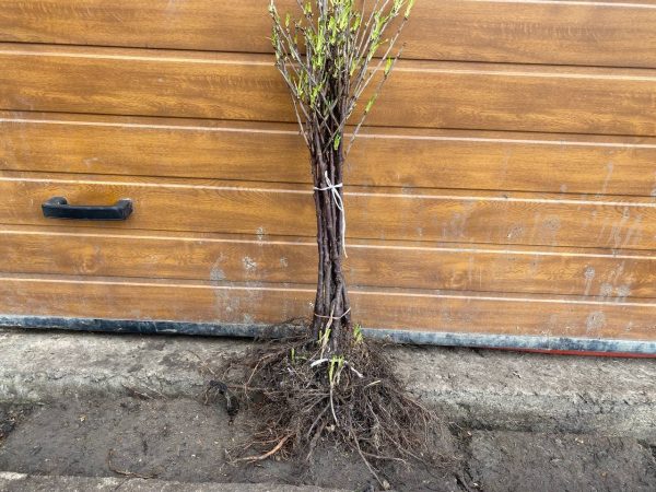 Червона порічка на штамбі