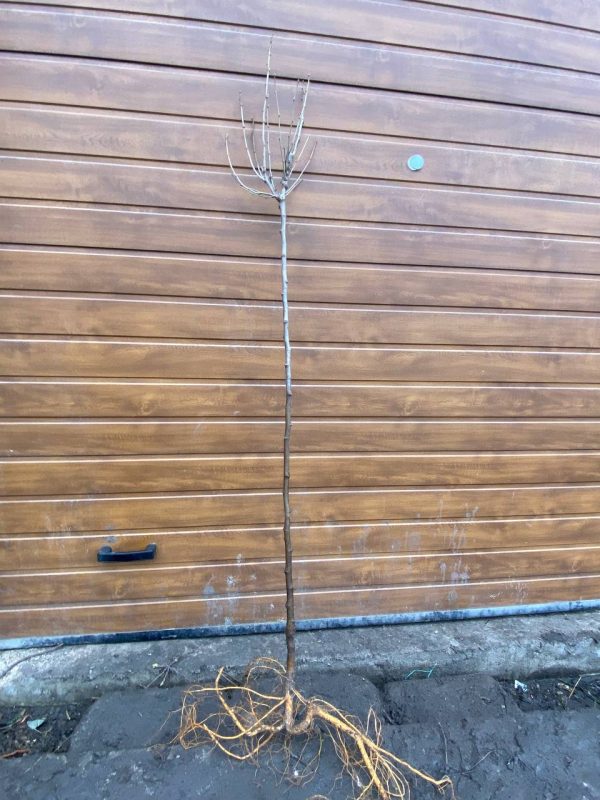 photo_2023-04-12_17-55-48.jpg Шовковиця шаровидна, на штамбі