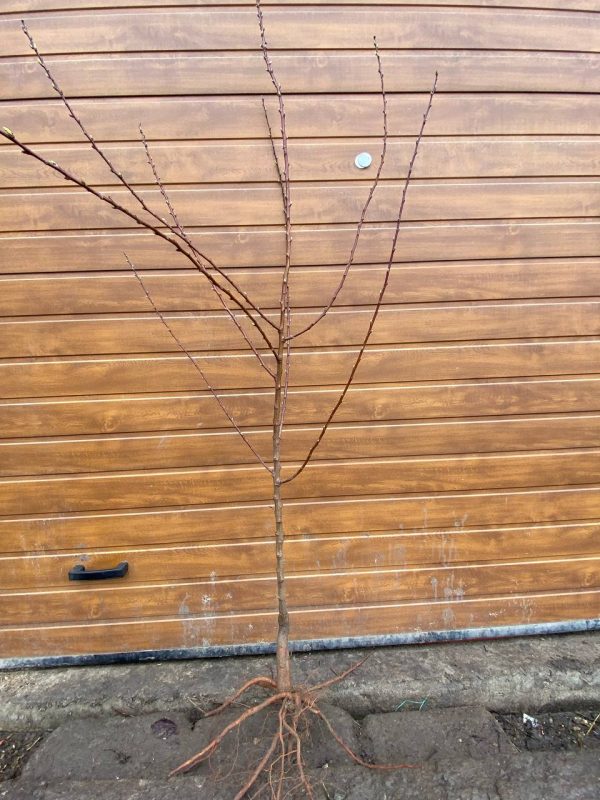 Абрикос "Вондер Кот", ранній сорт