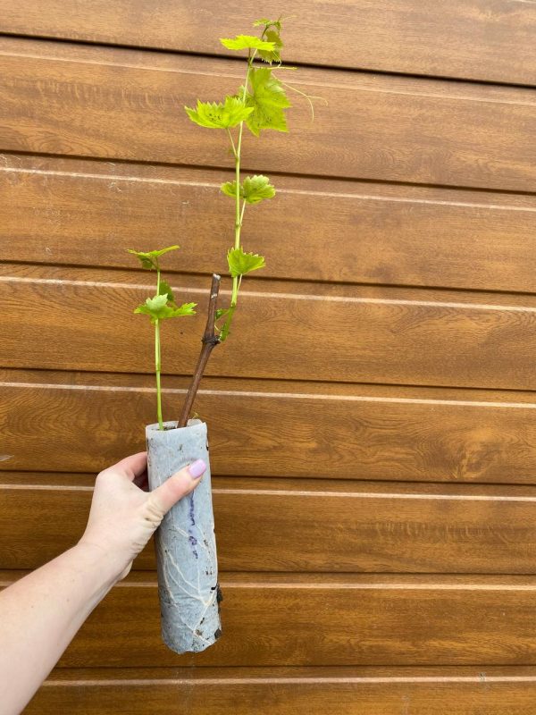 Виноград "Молдова"