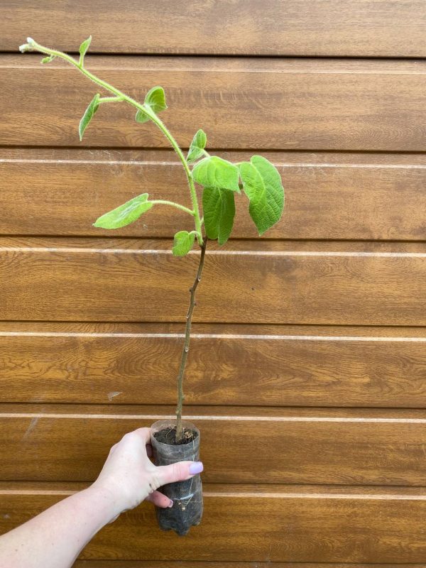 photo_2023-04-15_12-13-18.jpg ПРЕМІУМ Ківі "Бруно", ранній термін дозрівання, самозапильний