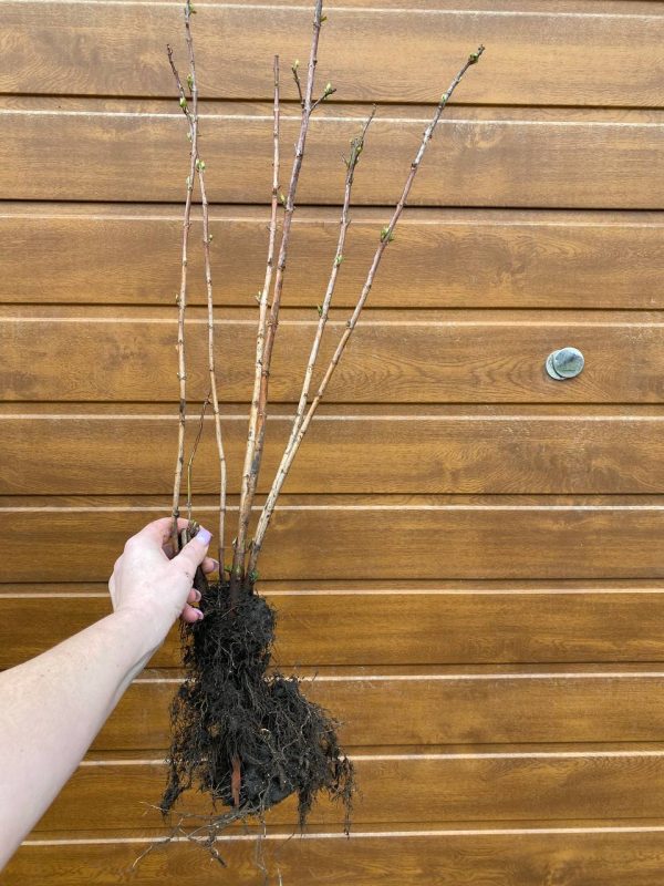 Дейція біла, махрова