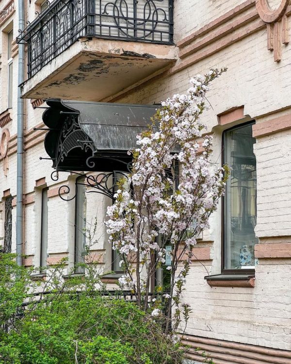 Сакура Роял Бургунді не на штамбі