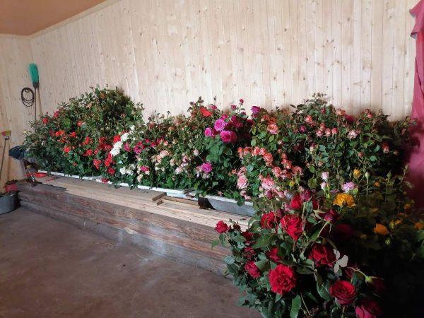 Набір з 6 кущів плетистих троянд різних сортів