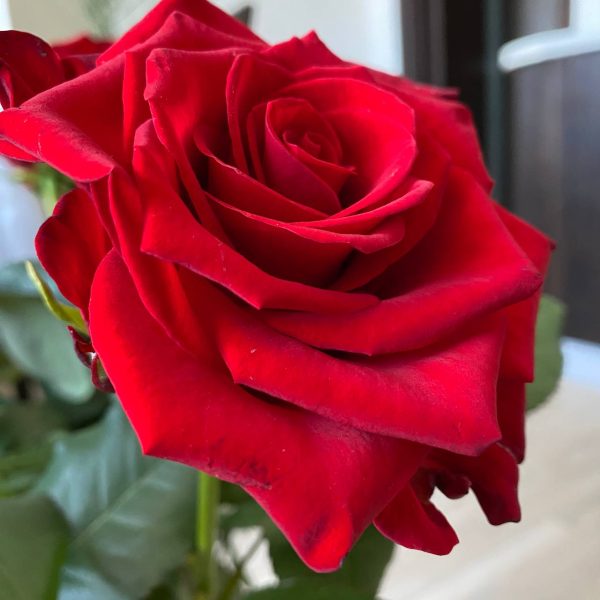 Троянда Марічка