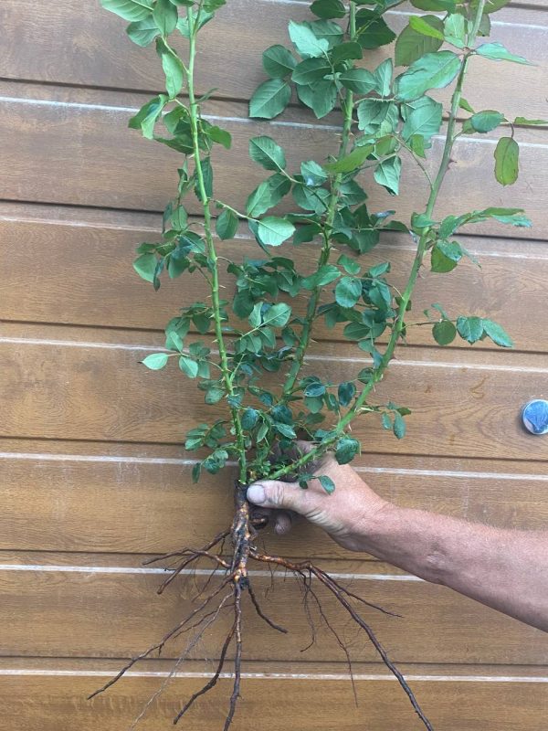 photo_2023-06-19_16-09-10-1.jpg Троянда Луї де Фюнес