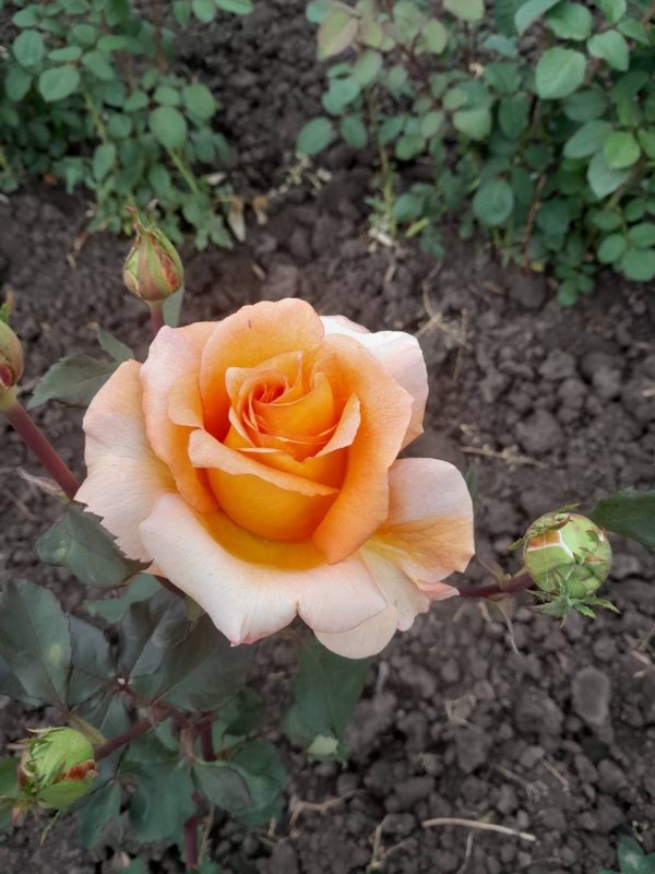 photo_2023-06-20_13-49-30-1.jpg Троянда Луї де Фюнес