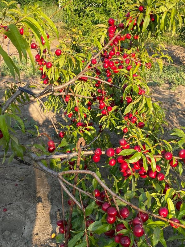 photo_2023-07-10_23-13-52-1.jpg Гібрид "Сливовий нектарин"(схрещене:слива-персик)