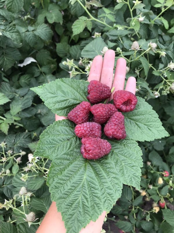 Малина Пшехиба - літній, ранній початок липня