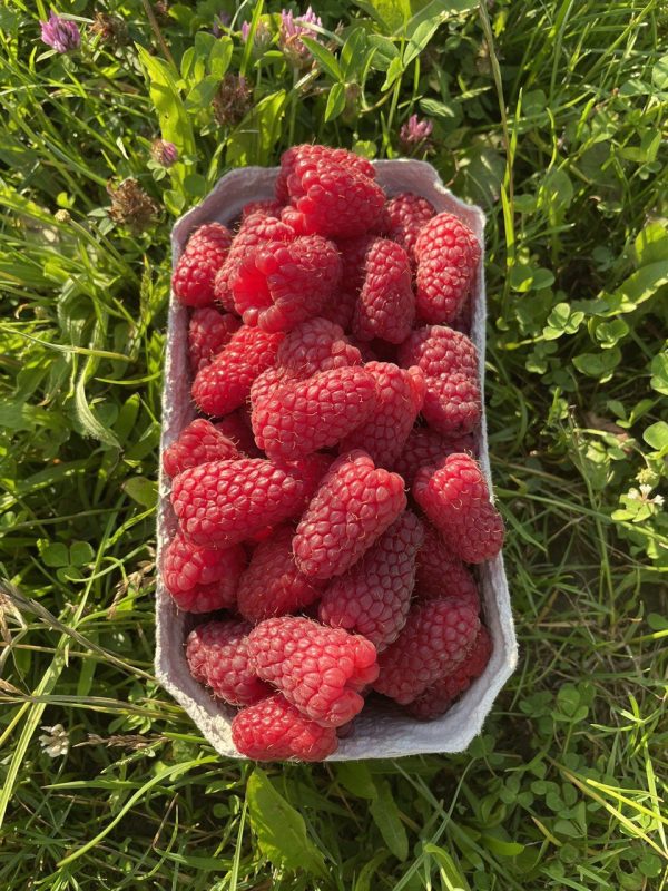 photo_2023-08-13_19-27-23.jpg Малина Полонез – новий ремонтантний сорт малини пізнього терміну дозрівання.