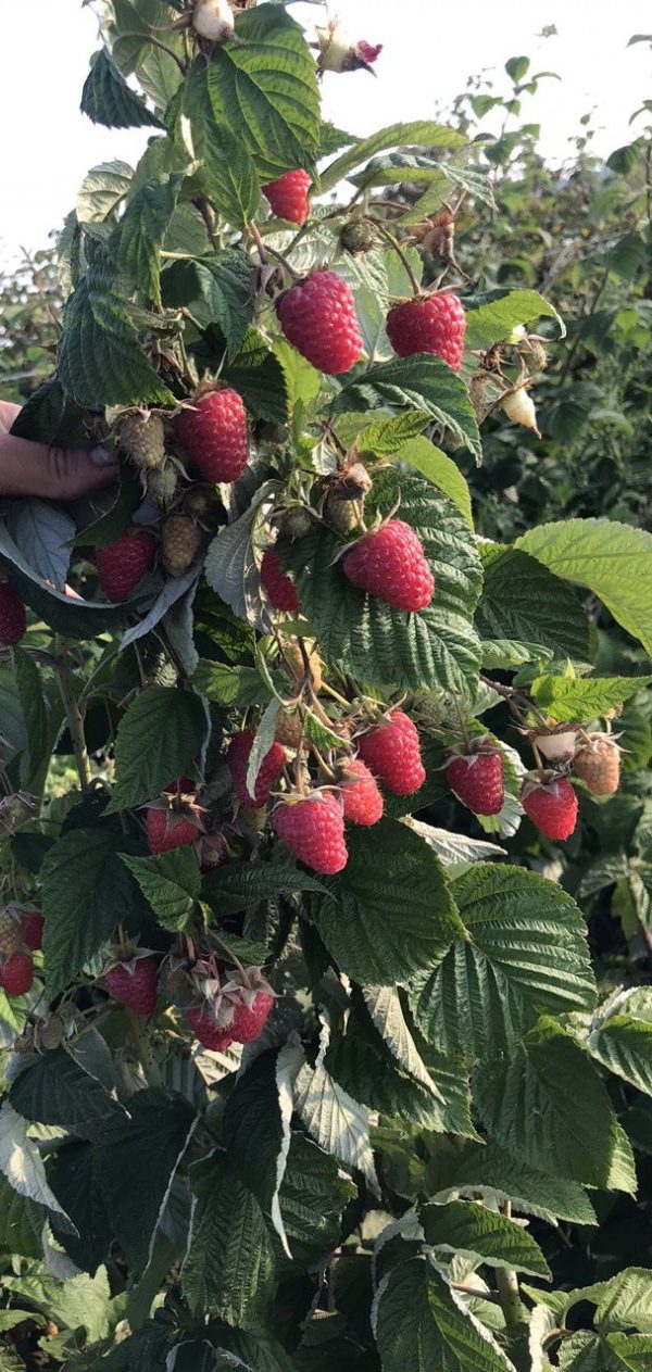 Малина "Джоан Джей" перші ягоди з'являються у липні