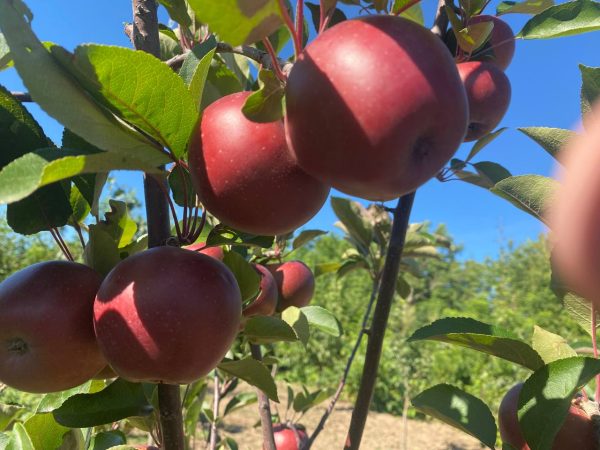 Яблуня "Розетта" - червоном'ясі, середній термін дозрівання