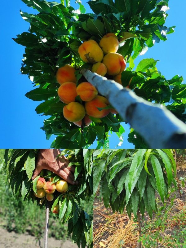 Персик "Медовий" на штамбі