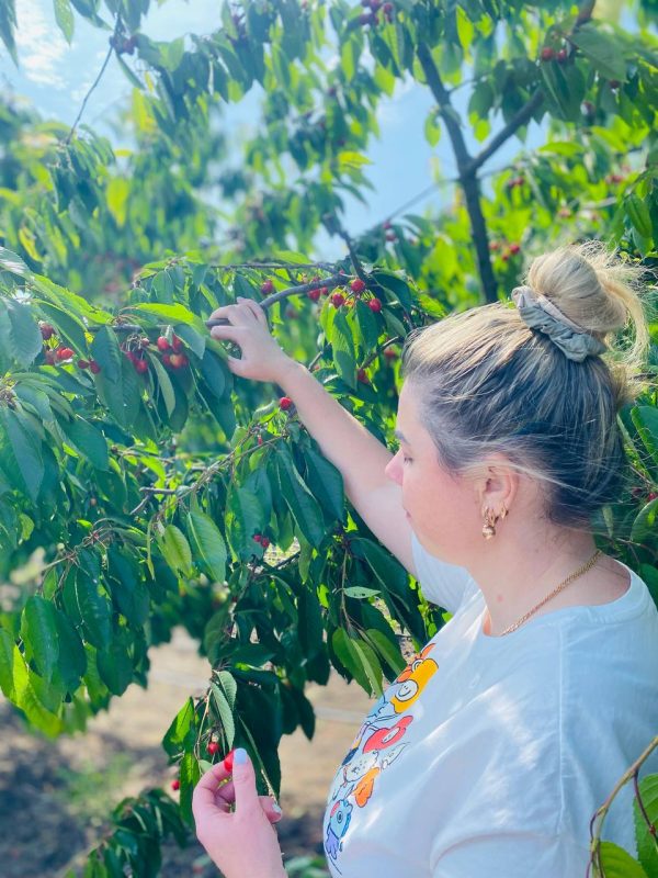 Черешня Травнева