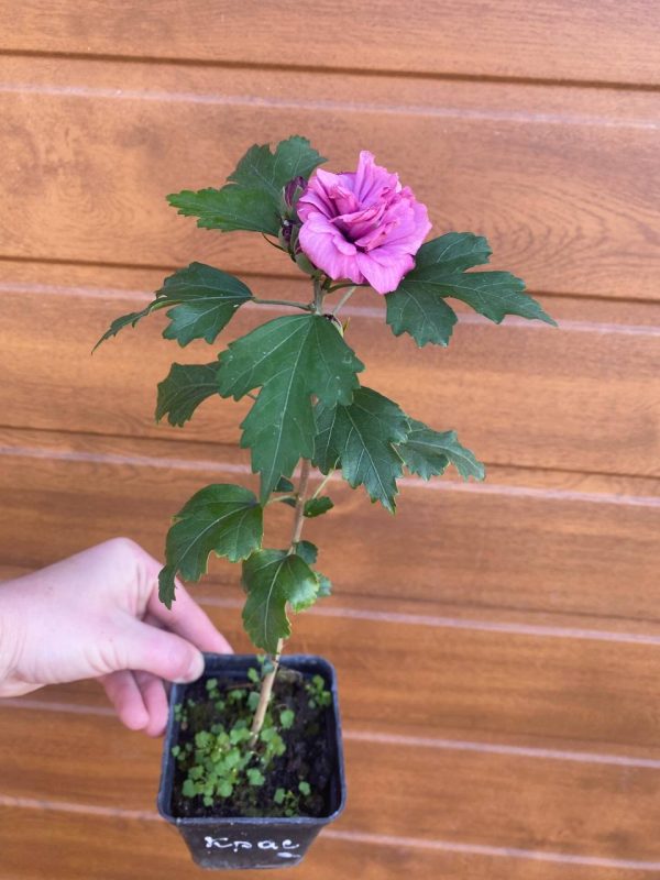 photo_2023-09-19_11-48-14.jpg Гібіскус махровий, рожевий