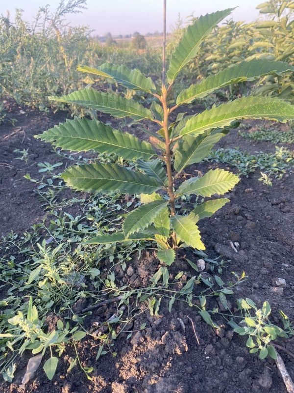 Каштан їстівний (Castanea sativa)