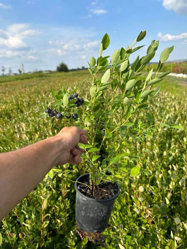 Елізабет лохина