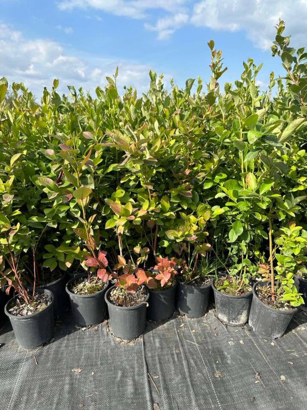 Елізабет лохина