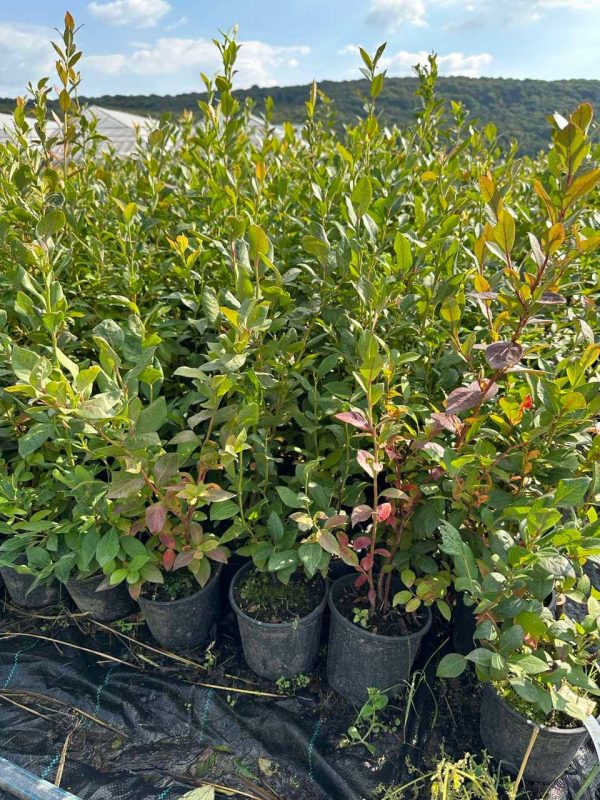 Елізабет лохина